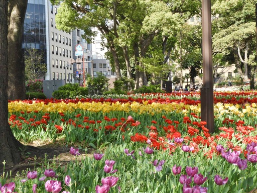横浜公園 チューリップ 009