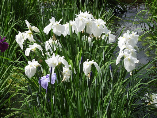 薬師池公園 ショウブ 100