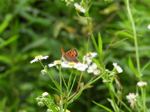 葉山の棚田 042ベニシジミ