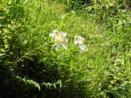 鎌倉 十二所神社 022ヤマユリ