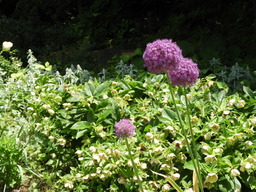 俣野別邸公園 032アリウム ギガンティウム