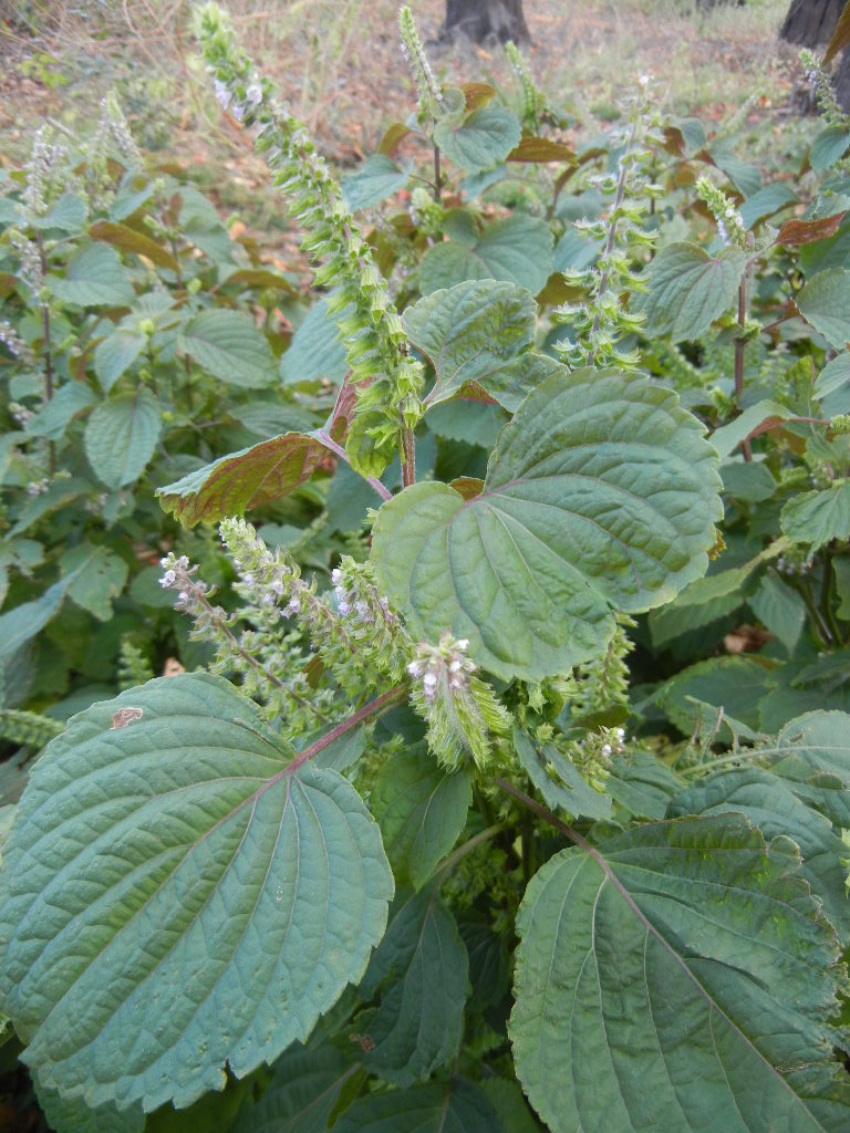 レモンエゴマ 花 を ひ ろ う レモンエゴマ 花 を ひ ろ う