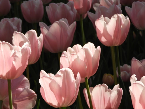 横浜公園 チューリップ 073