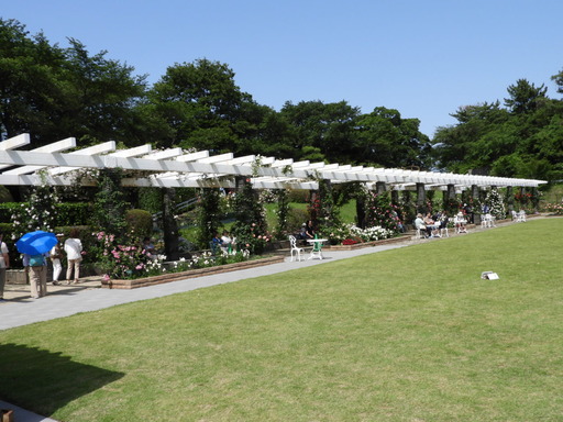 生田緑地ばら苑 032