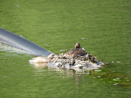 薬師池公園 カイツブリ? 041