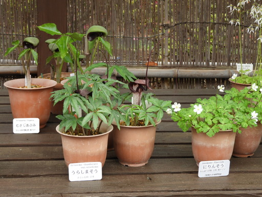 124ムサシアブミ・ニリンソウ