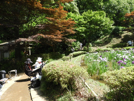 薬師池公園 ショウブ 036