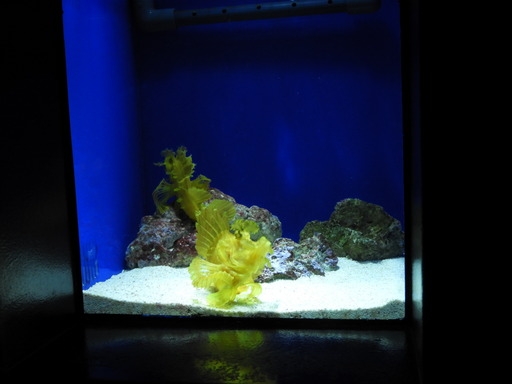 池袋サンシャイン水族館 014
