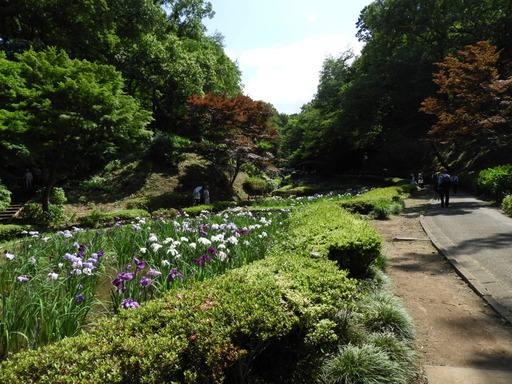 薬師池公園 ショウブ 035
