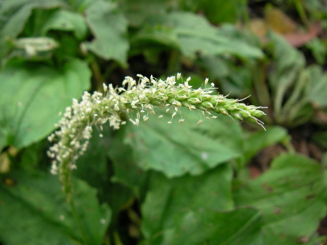 オオバコ 大葉子 の花 花 を ひ ろ う オオバコ 大葉子 の花 花 を ひ ろ う