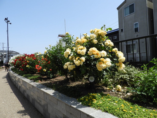 生田緑地ばら苑 011