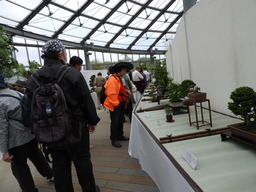 099第23回 春の盆栽展