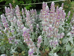 日比谷花壇大船フラワーセンター ラムイヤーズ 043