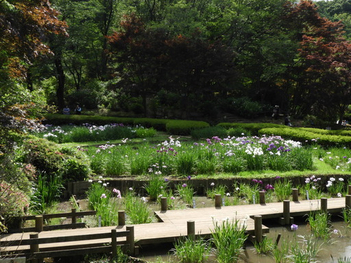 薬師池公園 ショウブ 109