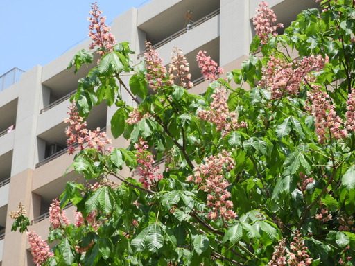 009ベニバナトチノキ花