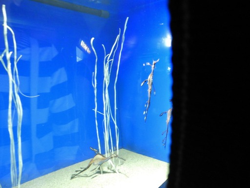 池袋サンシャイン水族館 012