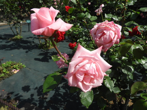 生田緑地ばら苑 068