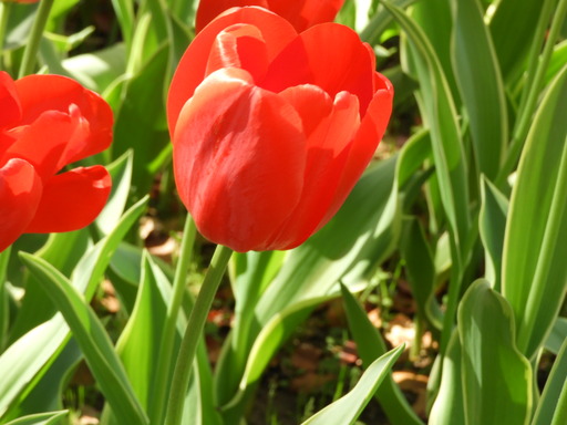 横浜公園 チューリップ 023