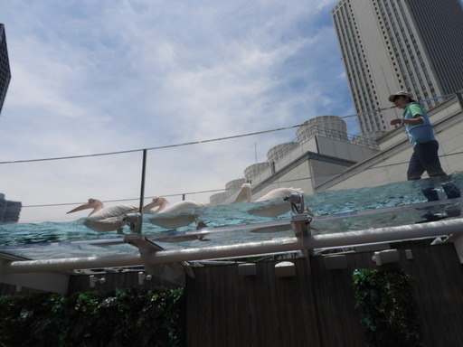 池袋サンシャイン水族館 034