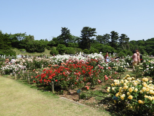 生田緑地ばら苑 033