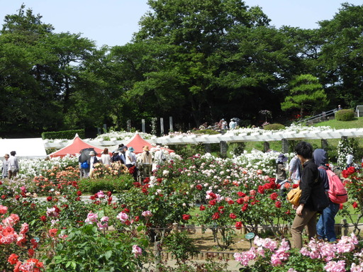 生田緑地ばら苑 067