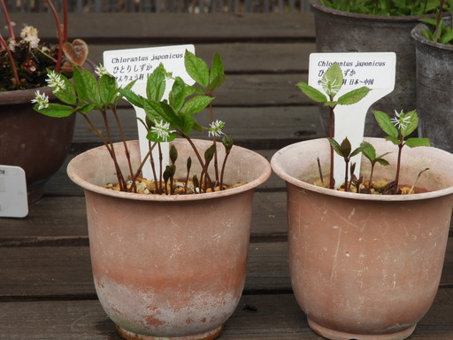 122ヒトリシズカ