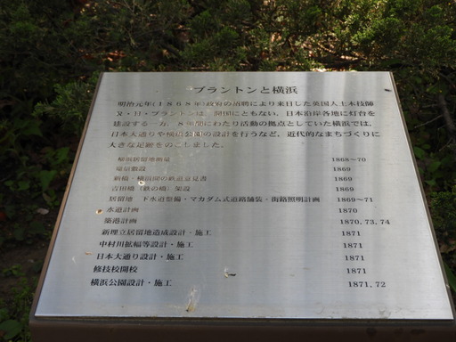 横浜公園 チューリップ 051