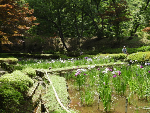 薬師池公園 ショウブ 005