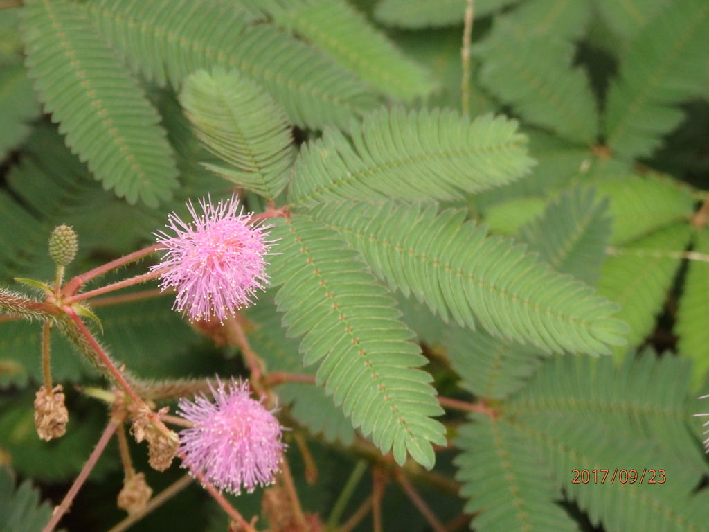 オジギソウ 花 を ひ ろ う