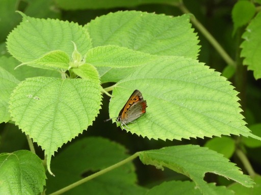 金沢自然公園 018