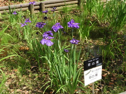 日比谷花壇大船フラワーセンター 010