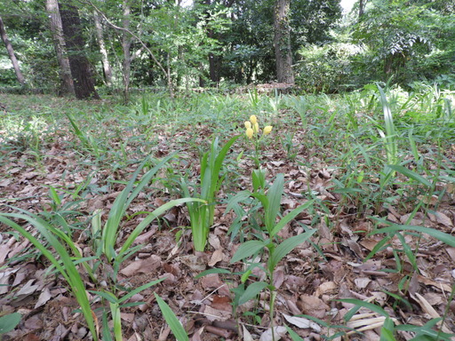 034東高根森林公園 キンラン