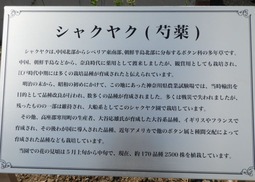 060シャクヤク 説明