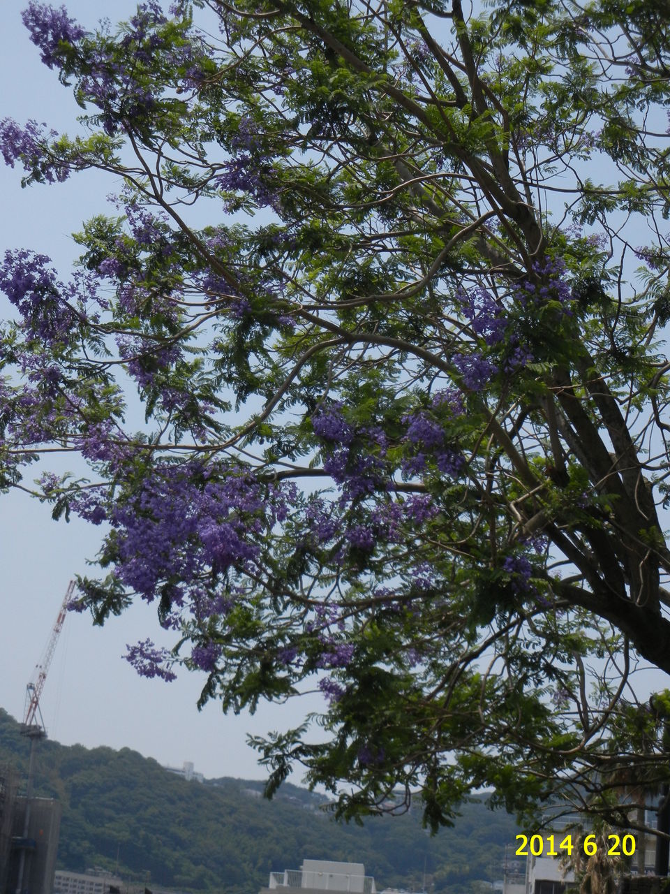 熱海市親水公園のジャカランダ 花 を ひ ろ う