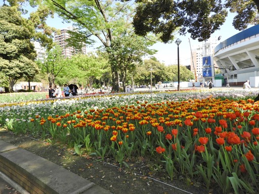 横浜公園 チューリップ 018