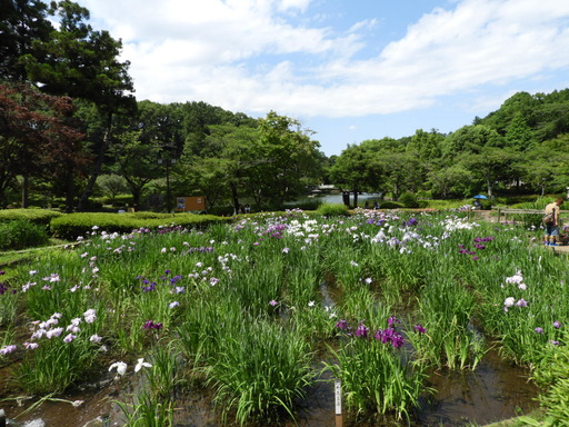 薬師池公園 ショウブ 018