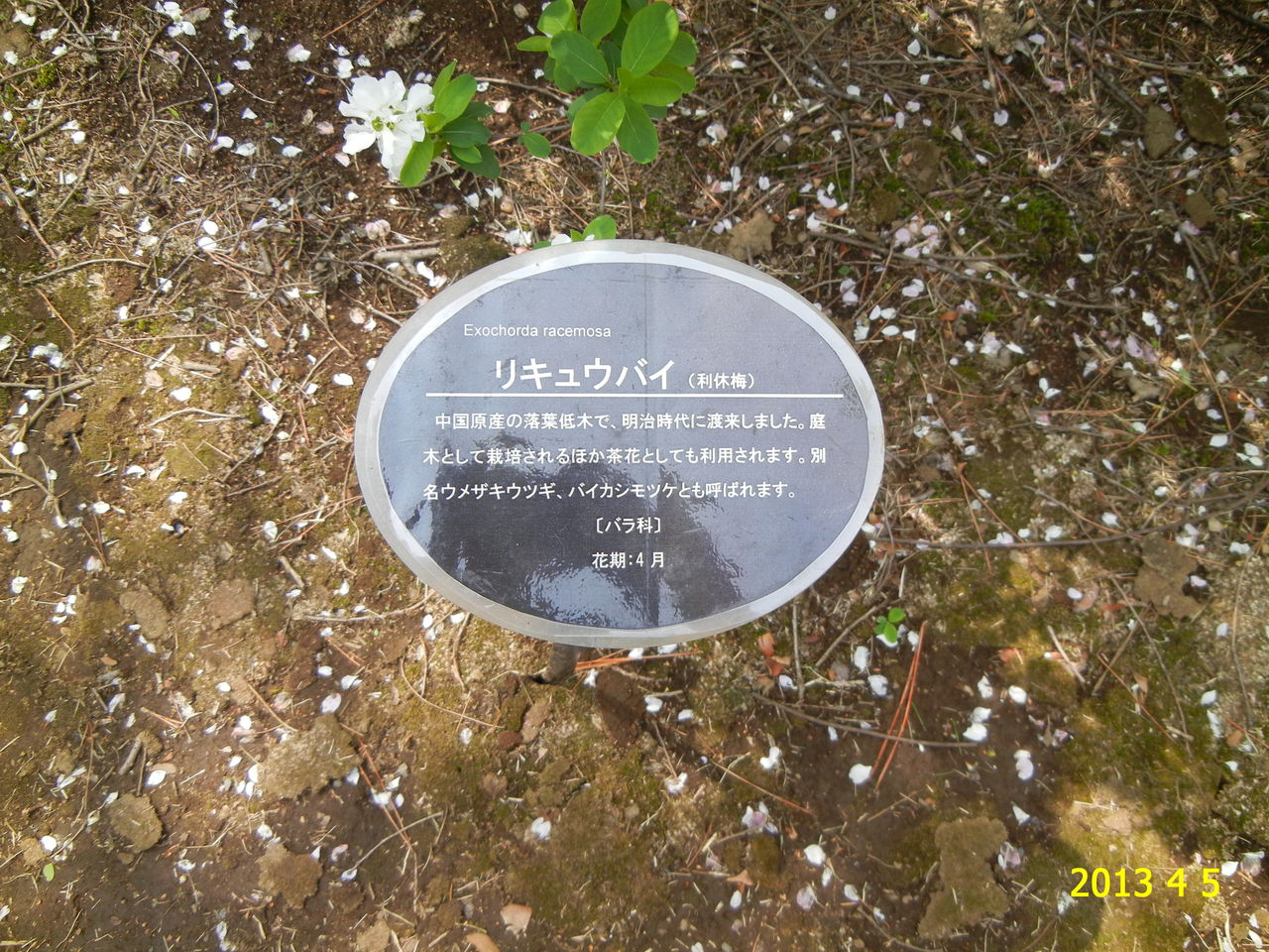 リキュウバイ 利休梅 花 を ひ ろ う