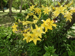 日比谷花壇大船フラワーセンター 028