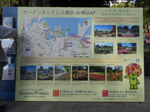 横浜公園 チューリップ 074