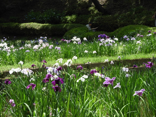 薬師池公園 ショウブ 010