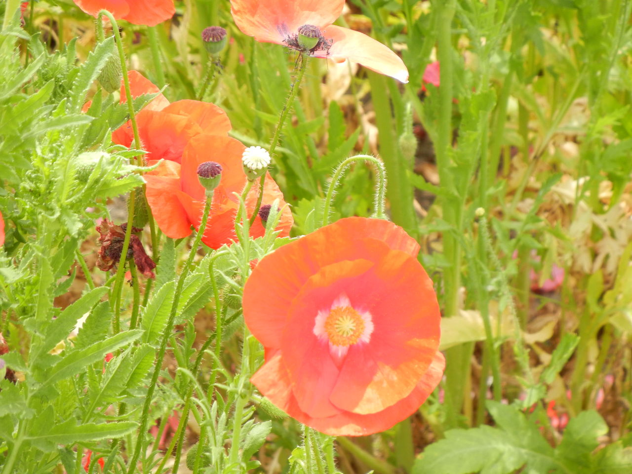 ポピー ひなげし 虞美人草 花 を ひ ろ う