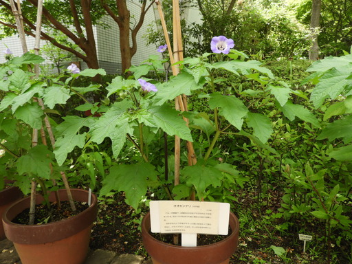 金沢自然公園 032オオセンナリ