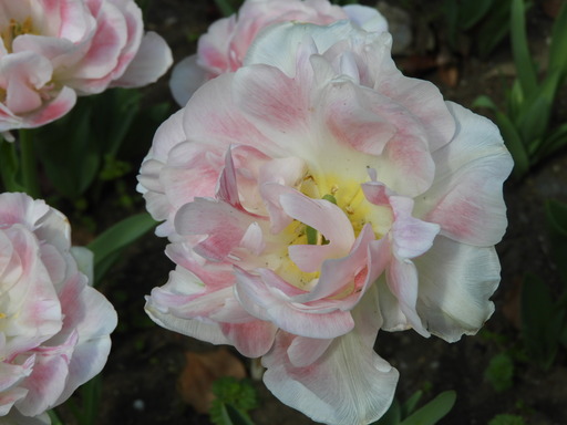 横浜公園 チューリップ 029