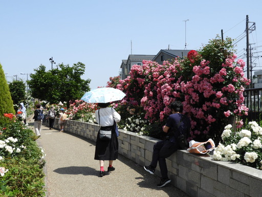 生田緑地ばら苑 002