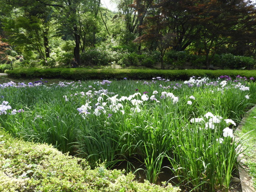 薬師池公園 ショウブ 117