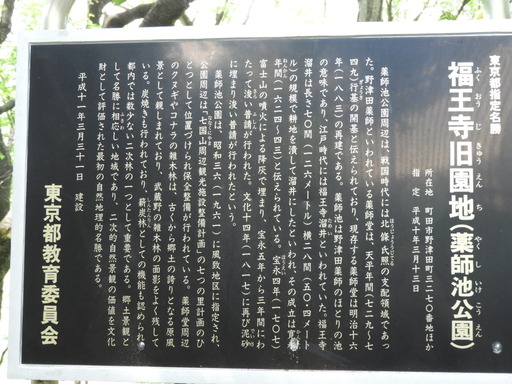 薬師池公園 ショウブ 002