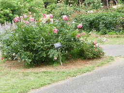 日比谷花壇大船フラワーセンター バラ 041