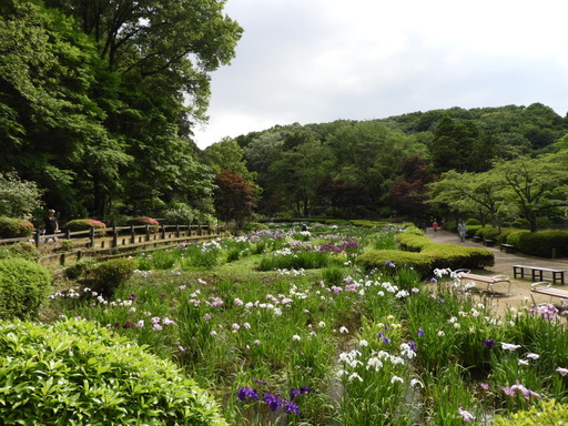 薬師池公園 ショウブ 096