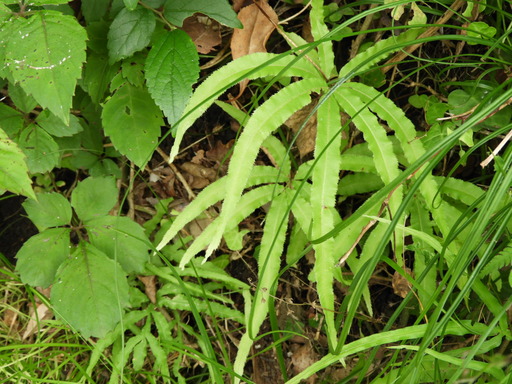 葉山の棚田 034オオバノイノモトソウ