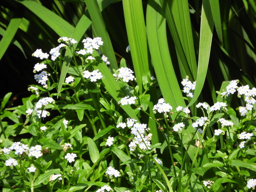 043なんの花だろう?